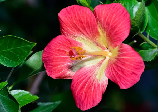 Foto Van Kleurrijke Tuinbloemen — Stockfoto