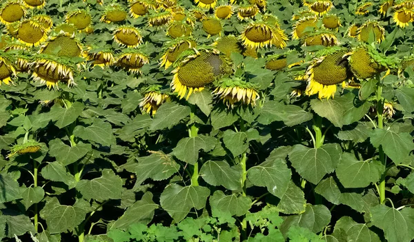 Yellow Flowers Agricultural Products Photos Sunflowers — Stock Photo, Image