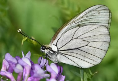 Çiçeklerle beslenen benekli kelebeklerin fotoğrafları