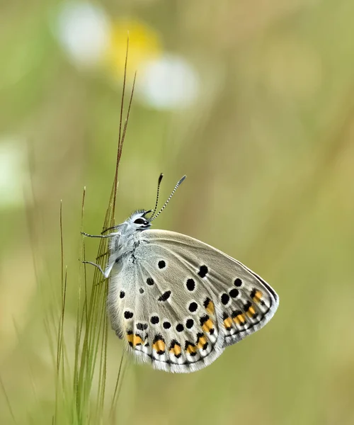 Motyle Przyrodzie Widzimy Przez Obiektyw — Zdjęcie stockowe