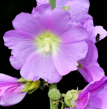 Doğal bitkiler, doğal çiçekler.