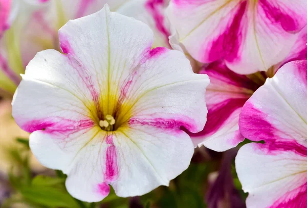 Kolorowe Kwiaty Ogrodowe — Zdjęcie stockowe