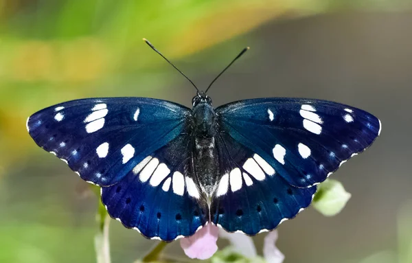 Fiori Farfalle Nella Vita Naturale — Foto Stock