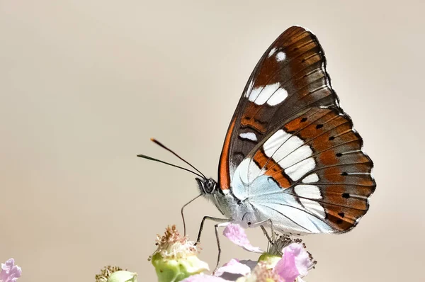 Blumen Und Schmetterlinge Natürlichen Leben — Stockfoto