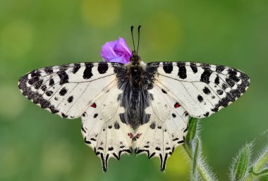 Vahşi yaşam ve doğa kelebeklerinin fotoğrafları.