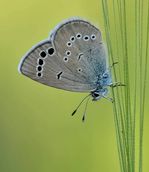 Цветы Бабочка Естественной Жизни — стоковое фото