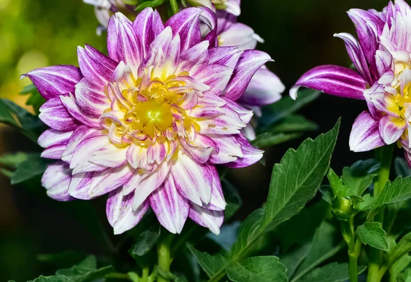 Renkli Bahçe Çiçeklerinin Fotoğrafları — Stok fotoğraf