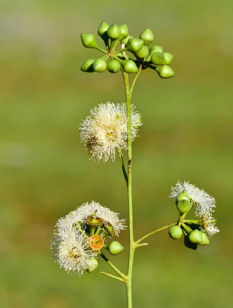 Natürliche Blumen Eukalyptusbaumblüten — Stockfoto