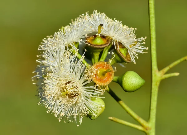Természetes Virágok Eukaliptuszfa Virágai — Stock Fotó