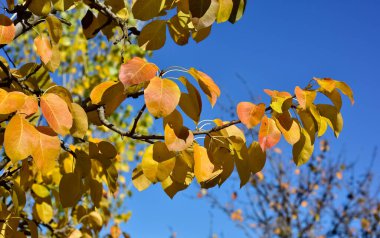 Sonbahar mevsiminde sararmış ağaç yaprakları