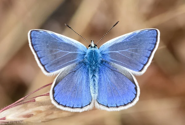 Flores Borboleta Vida Natural — Fotografia de Stock