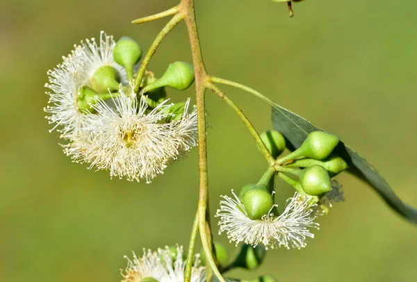 Naturlige Blomster Eukalyptus Treblomster – stockfoto