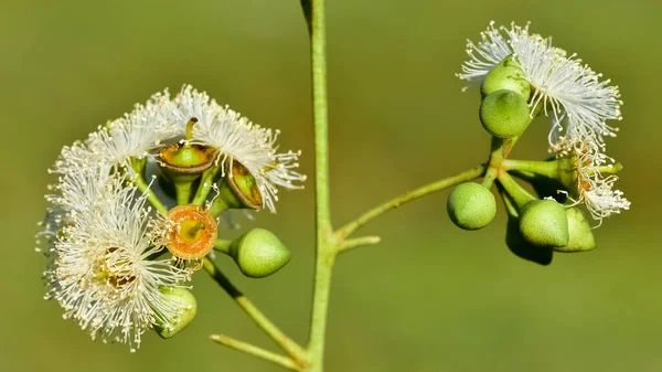 天然の花 ユーカリの花 — ストック写真