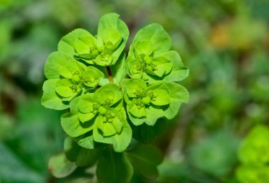 Vahşi bitki resimleri, tıbbi çiçekler. Sperm çiçekleri fotoğrafları.
