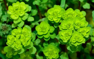 Vahşi bitki resimleri, tıbbi çiçekler. Sperm çiçekleri fotoğrafları.