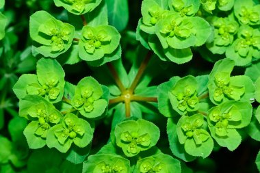 Vahşi bitki resimleri, tıbbi çiçekler. Sperm çiçekleri fotoğrafları.