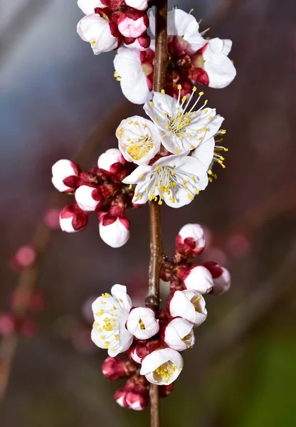 Fotos Von Blühenden Aprikosenbäumen Und Aprikosenblüten — Stockfoto