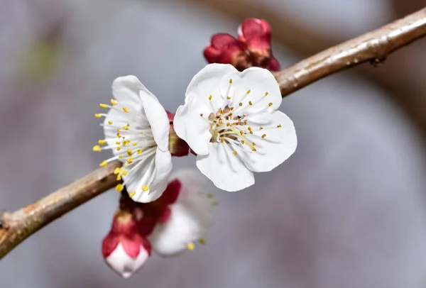 Kwitnące Drzewa Morelowe Kwiaty Moreli — Zdjęcie stockowe