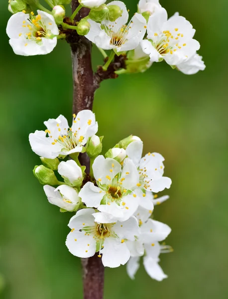 Photos Pruniers Fleurs Fleurs Pruniers — Photo