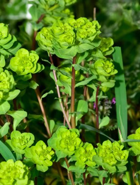 Vahşi bitki resimleri, tıbbi çiçekler. Sperm çiçekleri fotoğrafları.