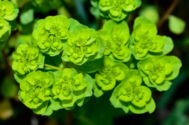 Vahşi bitki resimleri, tıbbi çiçekler. Sperm çiçekleri fotoğrafları.