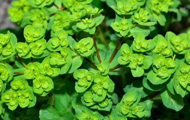 Vahşi bitki resimleri, tıbbi çiçekler. Sperm çiçekleri fotoğrafları.