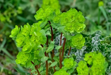 Vahşi bitki resimleri, tıbbi çiçekler. Sperm çiçekleri fotoğrafları.