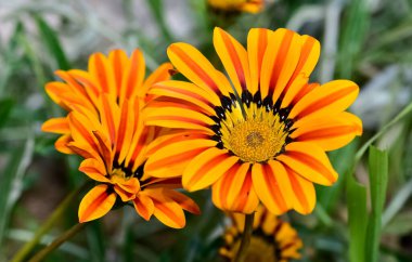 Renkli bahçe çiçeklerinin fotoğrafları