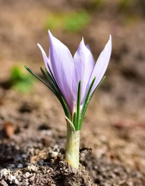 Yabani çiçekler. çeşitli Crocus fotoğrafları.