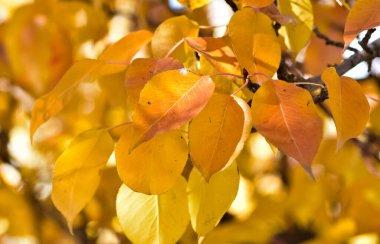 Sonbahar mevsiminde sararmış ağaç yaprakları