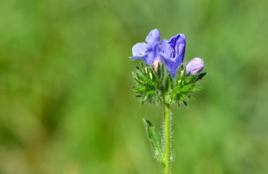 Huzurlu çiçekler ve doğal çevre