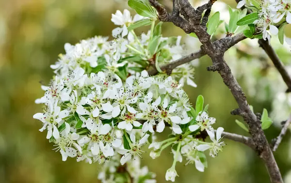 Alberi Frutto Selvatici Fiori Pero Selvatico — Foto Stock