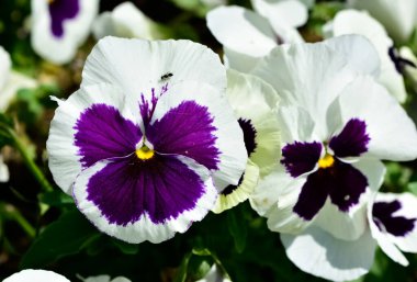 çeşitli bahçe çiçekleri, bahçe menekşeleri.