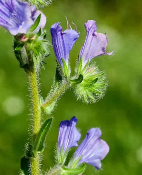 Peaceful Flowers Natural Environment Nature — Stock Photo, Image