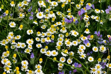 Doğal hayatta beyaz papatya çiçeği