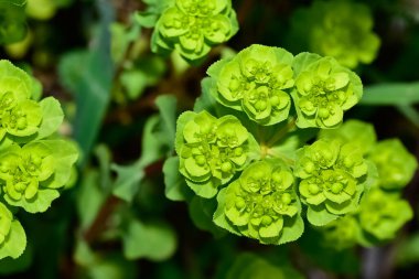 Vahşi bitki resimleri, tıbbi çiçekler. Sperm çiçekleri fotoğrafları.