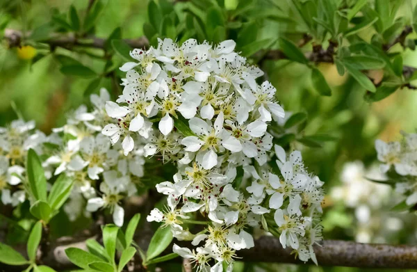 Vahşi meyve ağaçları ve yabani armut ağacı çiçekleri