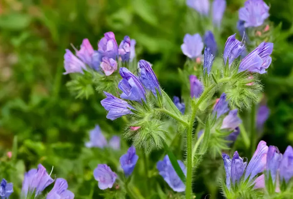 Huzurlu çiçekler ve doğal çevre