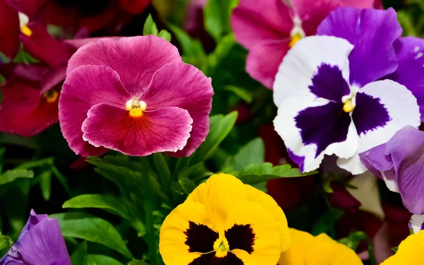 Varias Flores Jardín Violetas Jardín — Foto de Stock