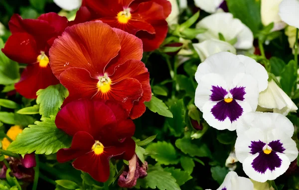 çeşitli bahçe çiçekleri, bahçe menekşeleri.