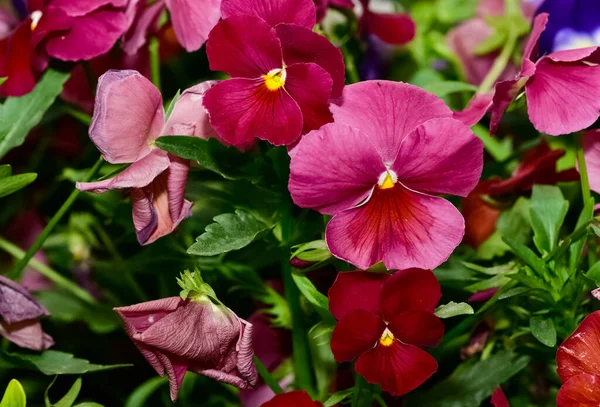 Různé Zahradní Květiny Zahradní Fialky — Stock fotografie