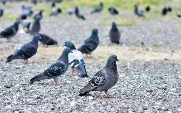 Vahşi Kuşlar Çakıl Tarlasında Beslenen Güvercinler — Stok fotoğraf