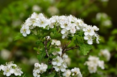 Kırsal bölgelerde yetişen beyaz dikenli çiçeklerin fotoğrafları