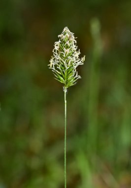 Vahşi bitkiler, doğal çiçek fotoğrafları..