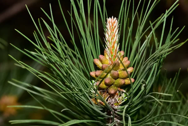 Pine Tree Leaves Pine Tree Shoots — Foto de Stock