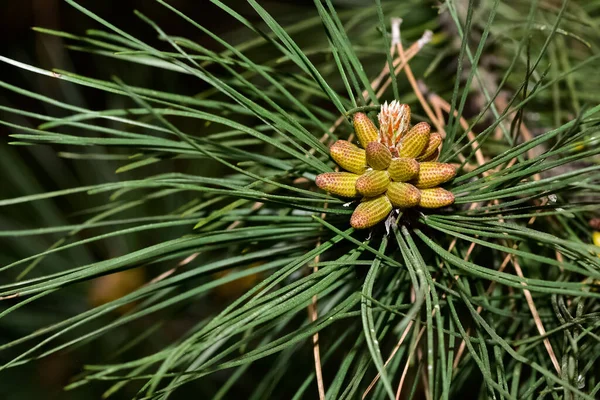 Pine Tree Leaves Pine Tree Shoots — Stockfoto