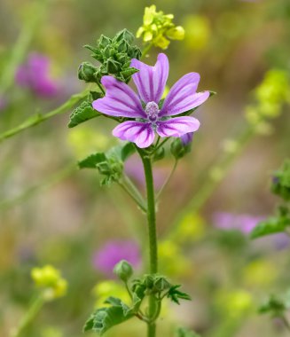 Kırsalda yetişen doğal çiçeklerin fotoğrafları.
