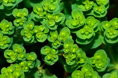 Vahşi bitki resimleri, tıbbi çiçekler. Sperm çiçekleri fotoğrafları.