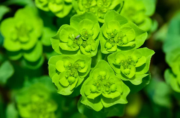 Vahşi bitki resimleri, tıbbi çiçekler. Sperm çiçekleri fotoğrafları.