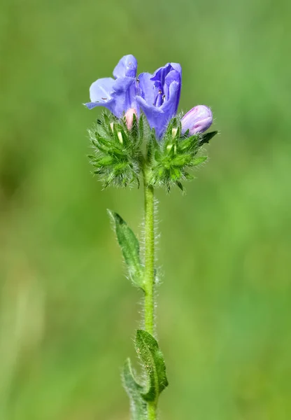 Peaceful Flowers Natural Environment Nature — Stock Photo, Image